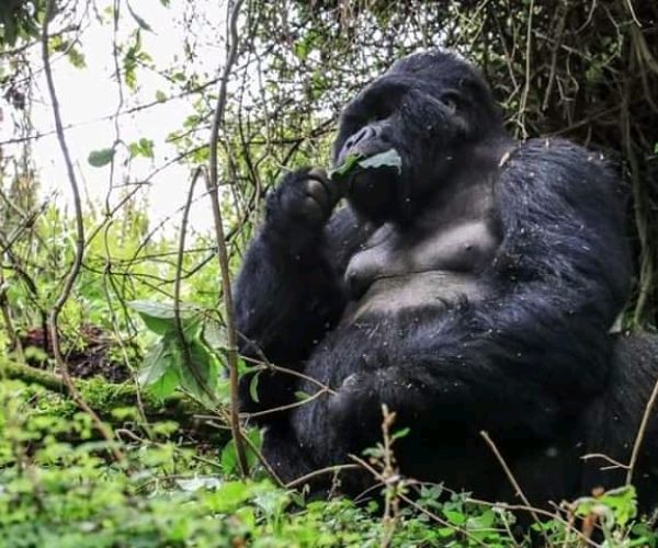 Nyakagezi Tours & Travel (141)